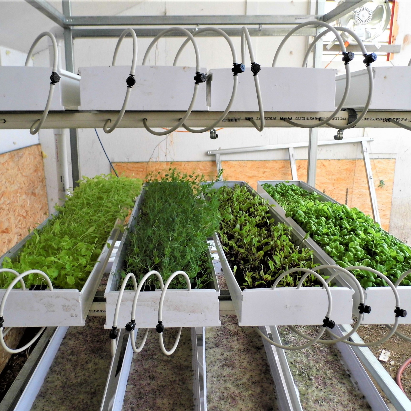 Micro-greens grow at NCAT's SIFT demonstration farm