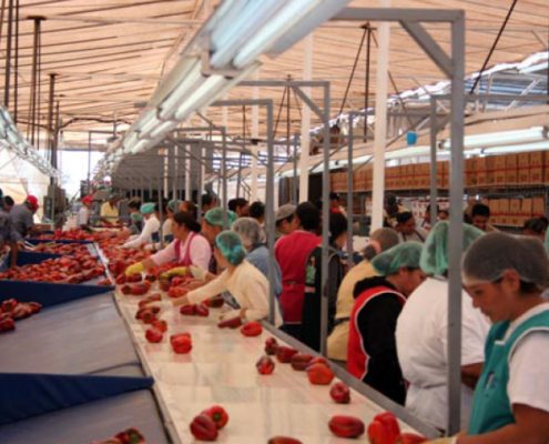 workers packing bell peppers at a packing plant