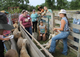 Sheep in a cradle during an ATTRA training