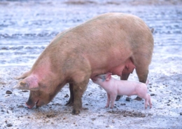 sow with piglet