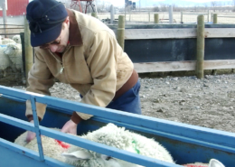 using hands to test finished lambs