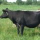 Dairy cows on pasture