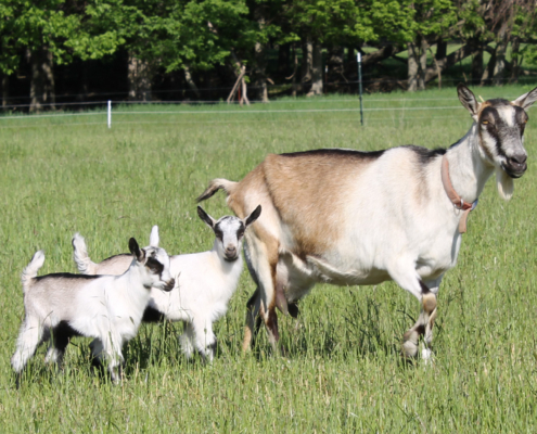 dairy goat with offspring on pasture