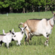 dairy goat with offspring on pasture