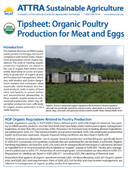 Tipsheet: Organic Poultry Production For Meat And Eggs – ATTRA ...