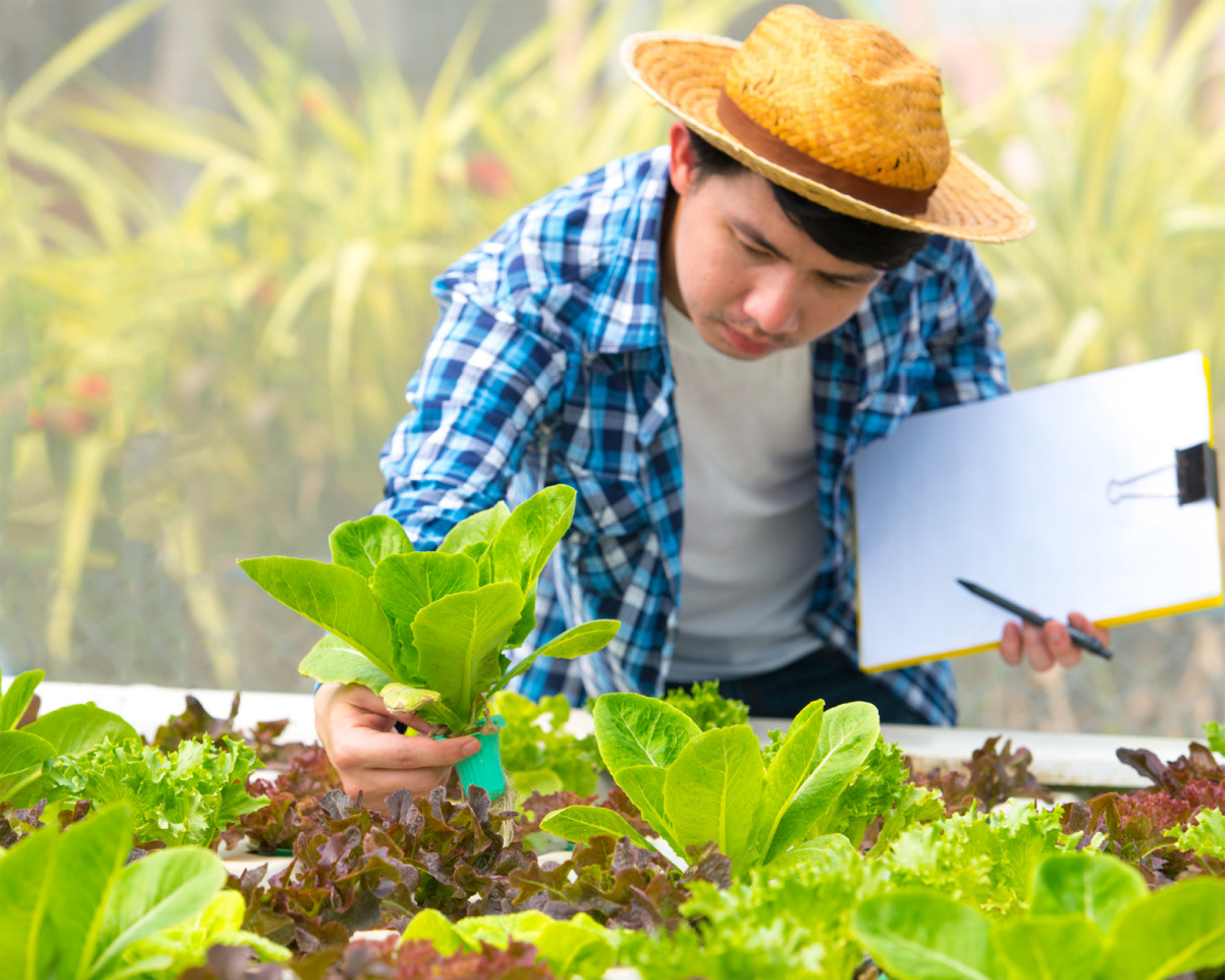 Invernaderos: qué son y para qué tipos de cultivo se utilizan
