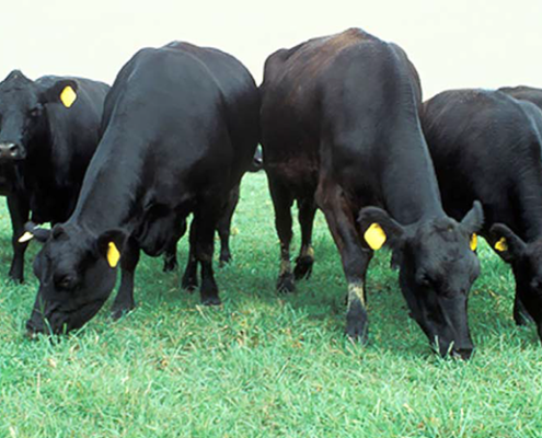 Angus cattle on pasture