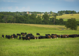 Cattle grazing on South Farm Research Center, Missouri