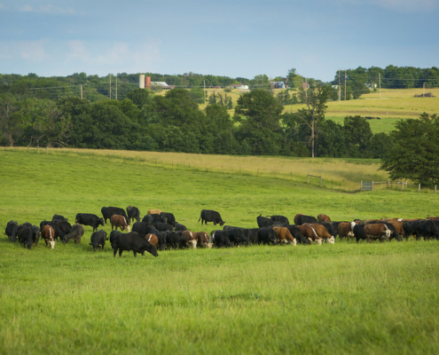 Cattle grazing on South Farm Research Center, Missouri