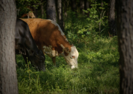 Cattle grazing in a silvopasture