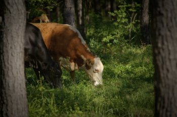Cattle grazing in a silvopasture