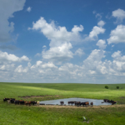 beef cattle near a pond