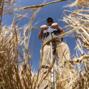 Man using auger in field of grain