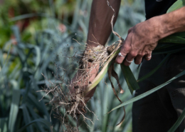 farmer's hands harvesting vegetables