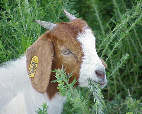 Goat browsing lespedeza