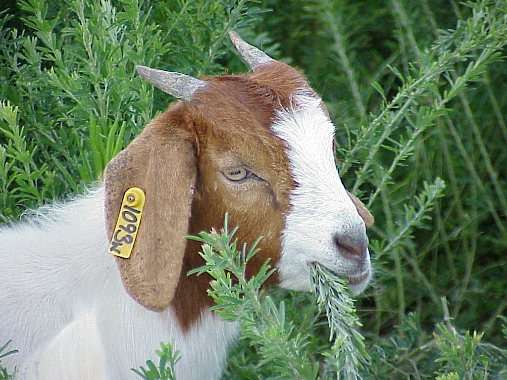 Goat browsing lespedeza