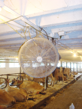 air circulation fan above some dairy cows