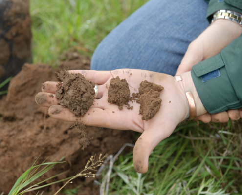 Examining soil health in hand