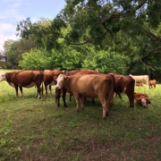 Cattle at Windset Ranch/Cedar Creek Farm, Arkansas