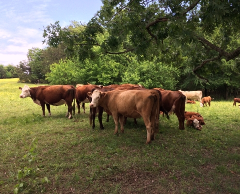 Cattle at Windset Ranch/Cedar Creek Farm, Arkansas