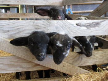 Lambs in the barn