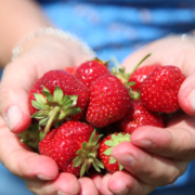 Hands holding organic strawberries from Canada