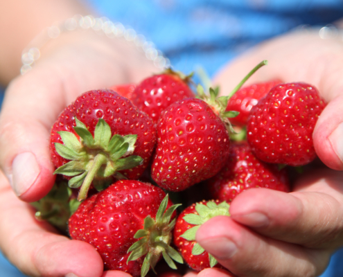 Hands holding organic strawberries from Canada