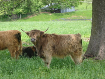 Scotch Highland cattle