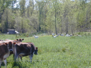 Fickle Creek Farm novillos y cabras
