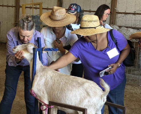 people gathered around a white goat in a stanchion