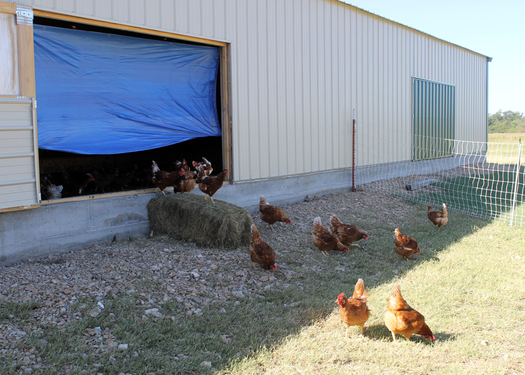 Chickens exiting the barn
