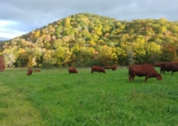cows grazing fescue