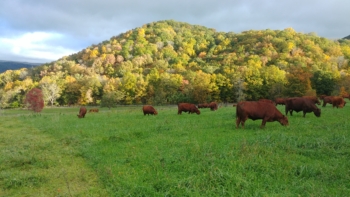 cows grazing fescue