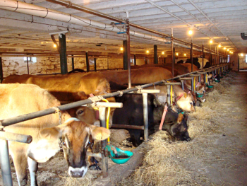 dairy cows eating hay inside a dairy barn
