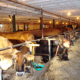 dairy cows eating hay inside a dairy barn