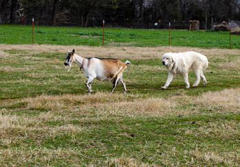 Great Pyranese dog herding a goat.