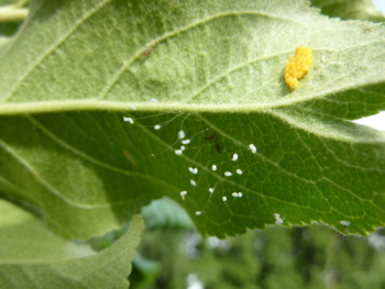 Green lacewing eggs are the white eggs on “stems”, while the yellow eggs are ladybird beetle eggs.