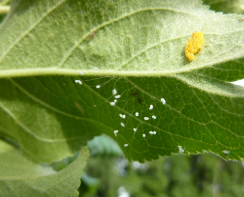 Green lacewing eggs are the white eggs on “stems”, while the yellow eggs are ladybird beetle eggs.