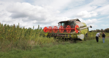 harvesting hemp grain