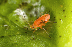 Close-up of a lettuce aphid