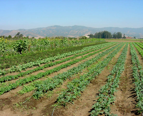 Field crops
