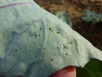 Three 2nd-instar cabbage loopers creating “window pane” damage on cabbage. Regular monitoring will help alert the farmer to potentially damaging infestations.