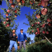 Entomologist Brad Higbee explains the benefits of areawide insect pest suppression to Jerry Wattman, manager of this apple orchard near West Parker Heights, Washington.