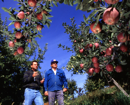 Entomologist Brad Higbee explains the benefits of areawide insect pest suppression to Jerry Wattman, manager of this apple orchard near West Parker Heights, Washington.