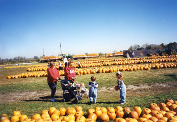 rows of pumpkins for sale