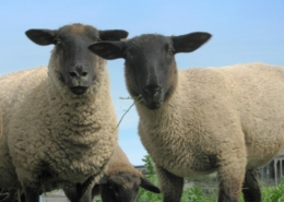 two sheep