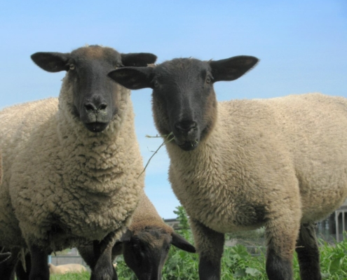 two sheep