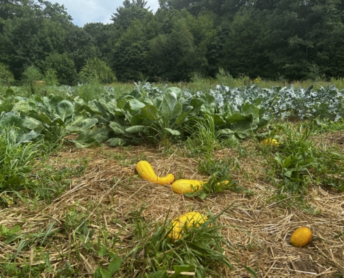 Squash in the field many hands farm