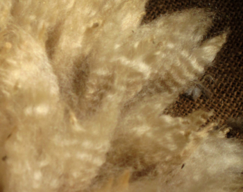 closeup of sheep wool