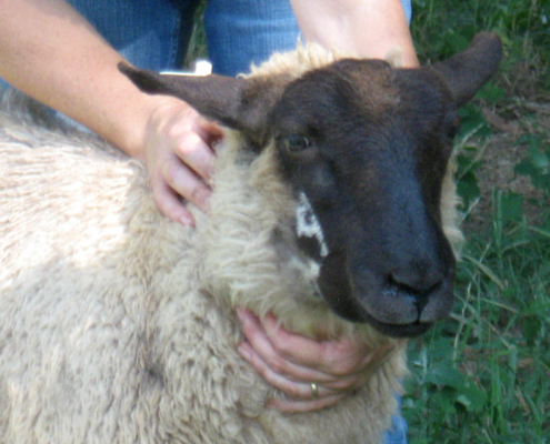 a woman handling a sheep